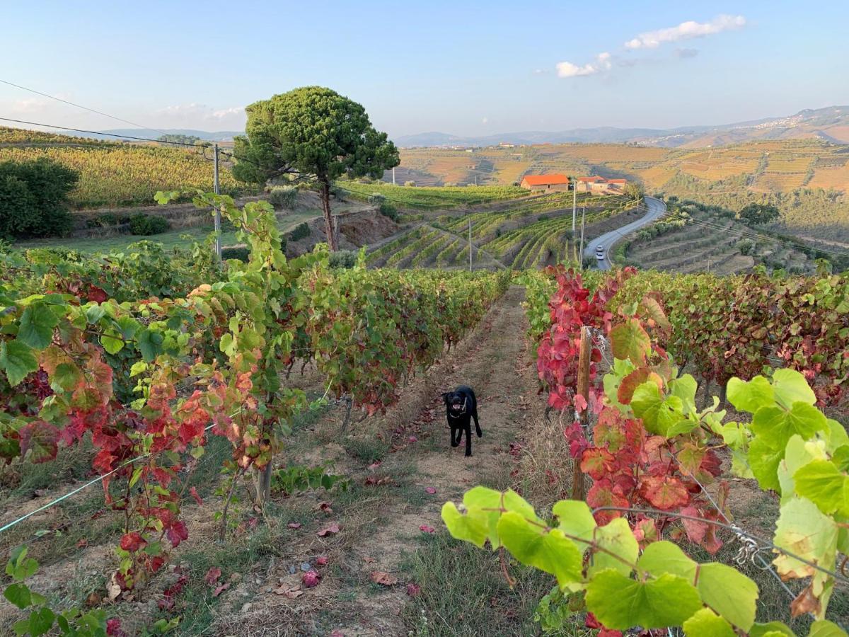 Quinta Dos Espinheiros Βίλα Provesende Εξωτερικό φωτογραφία