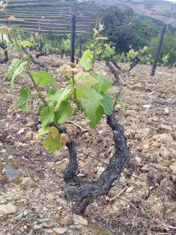 Quinta Dos Espinheiros Βίλα Provesende Δωμάτιο φωτογραφία